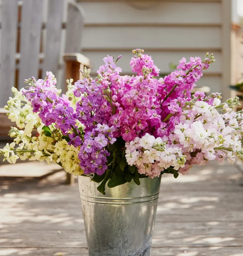 Stock Mix F2 – Matthiola