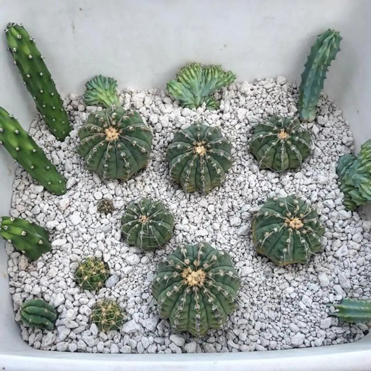 1Kg Pumice Stone for Cactus, Succulent and Bonsai Soil Mix – 2-4MM Lava Rock