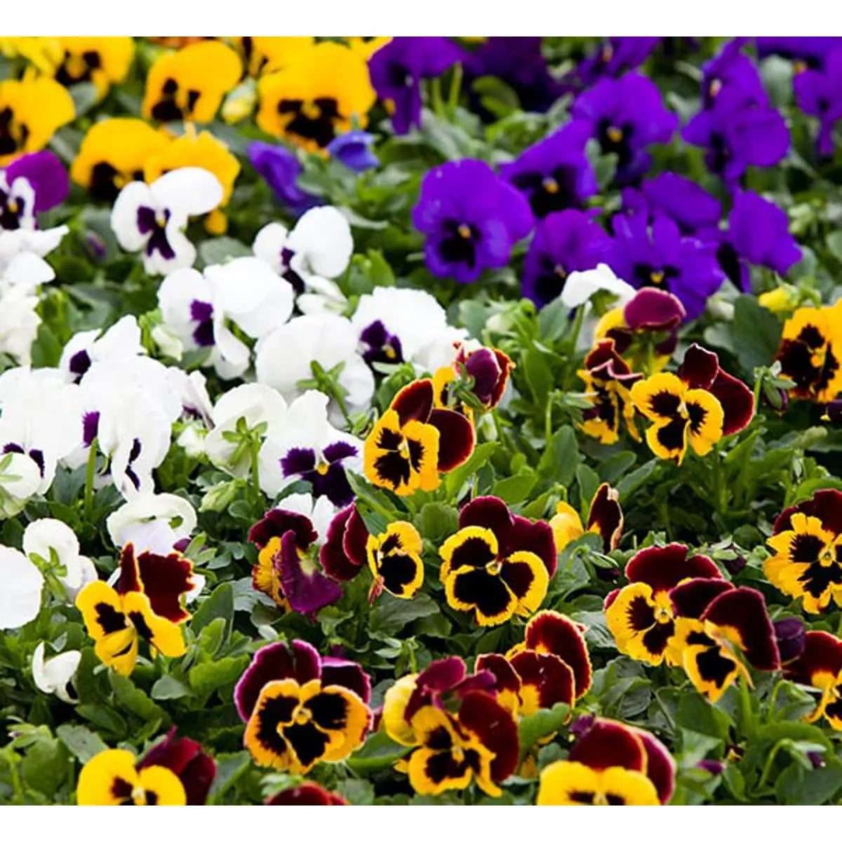 Pansy mix f1 variety seeds By More Green
