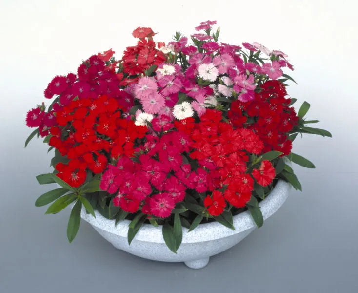 Dianthus F2 Mixed