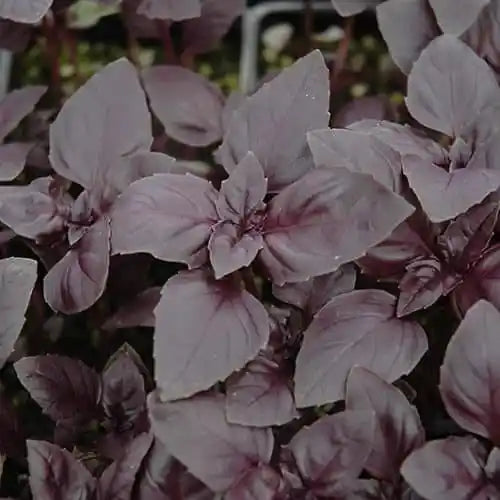 Red Basil Seeds – Ornamental & Culinary Herb (Ocimum basilicum ‘Red Rubin’)