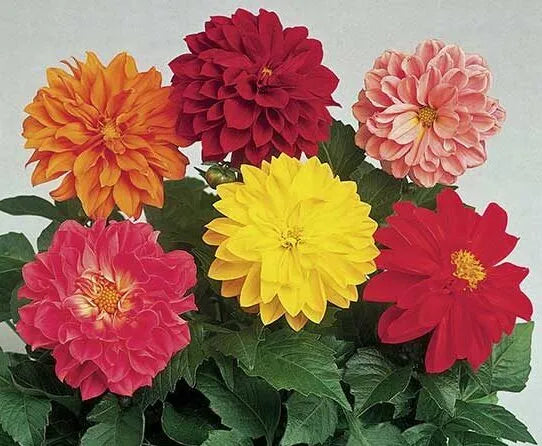 Dahlia variabilis – Early Bird Mix