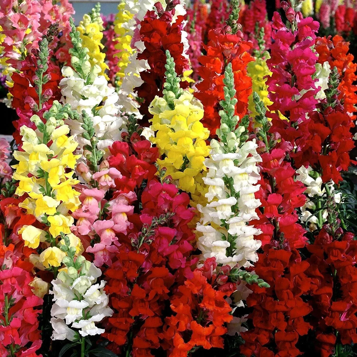 Antirrhinum Tom Thumb F2 Mix