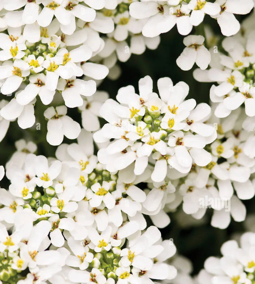 Iberis Umbellata White (Annual Candytuft)