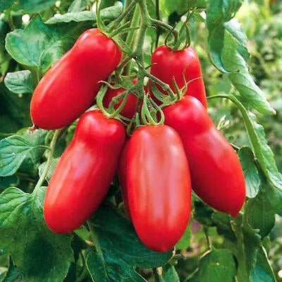 Scatolone Tomato Heirloom F1 – Meaty, Italian-Style Paste Tomato
