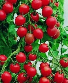 Sprint Delight Currency Tomato F1 â High-Yield Hybrid for Commercial Growers