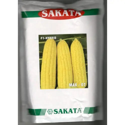 SWEET CORN ( SAKATA )
