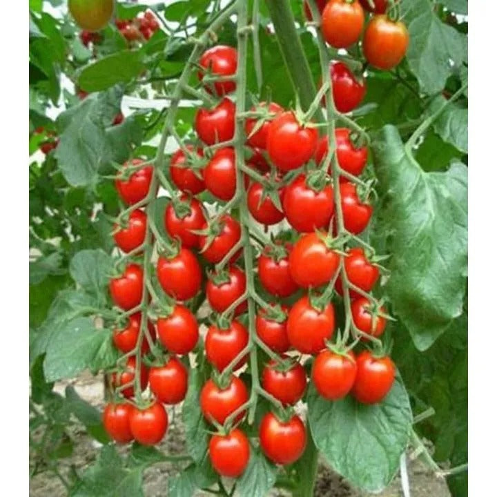 Cherry tomatoes seeds red (IMPORTED)