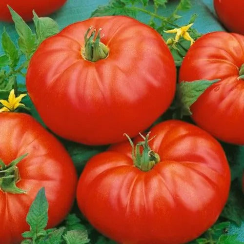 Beefsteak Tomato Prime F1 Hybrid – Juicy, Large-Sized