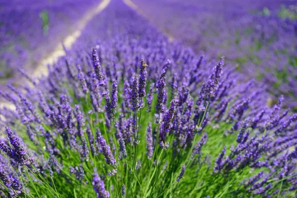 Lavender Herb Seeds – Fragrant Medicinal & Ornamental Herb (Lavandula angustifolia)