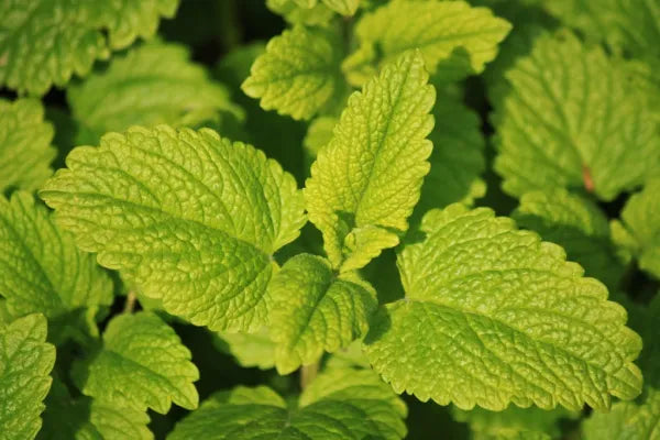 Lemon Balm Herb Seeds – Soothing Aromatic Medicinal Herb (Melissa officinalis)