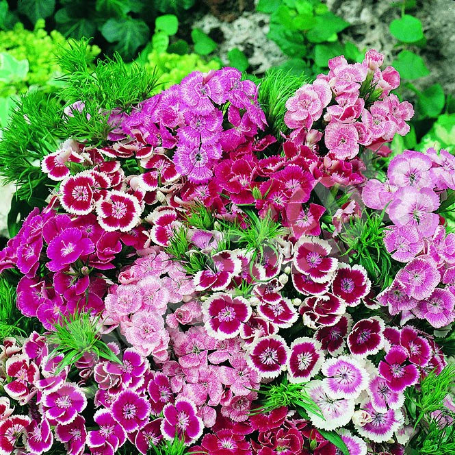 Sweet William Mix Seeds – Classic Dianthus Blooms for Winter Elegance