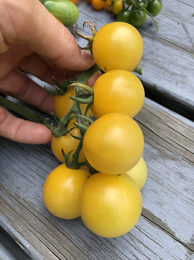 White Cherry Tomato Hybrid F1 – Sweet, Rare & Garden-Ready