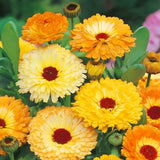 Calendula F2 Mix