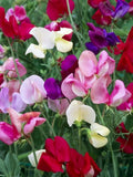 Sweet Peas Mix