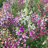 Linaria Seeds Mix – Fairy Bouquet of Delicate Snapdragon Blooms