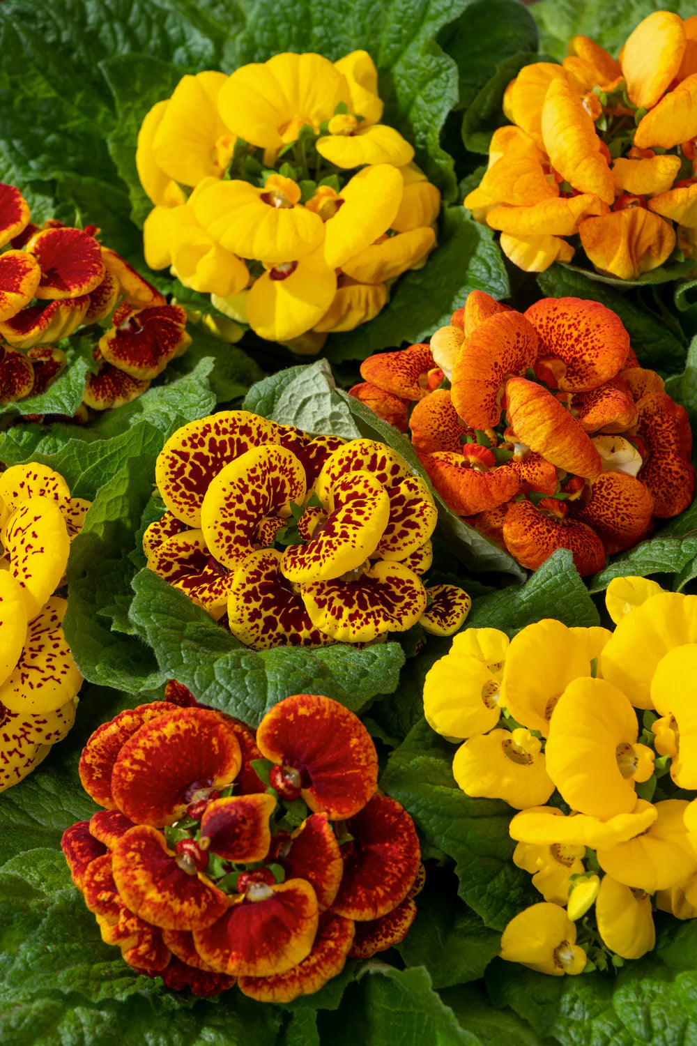 Calceolaria F1 Hybrid