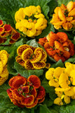 Calceolaria F1 Hybrid