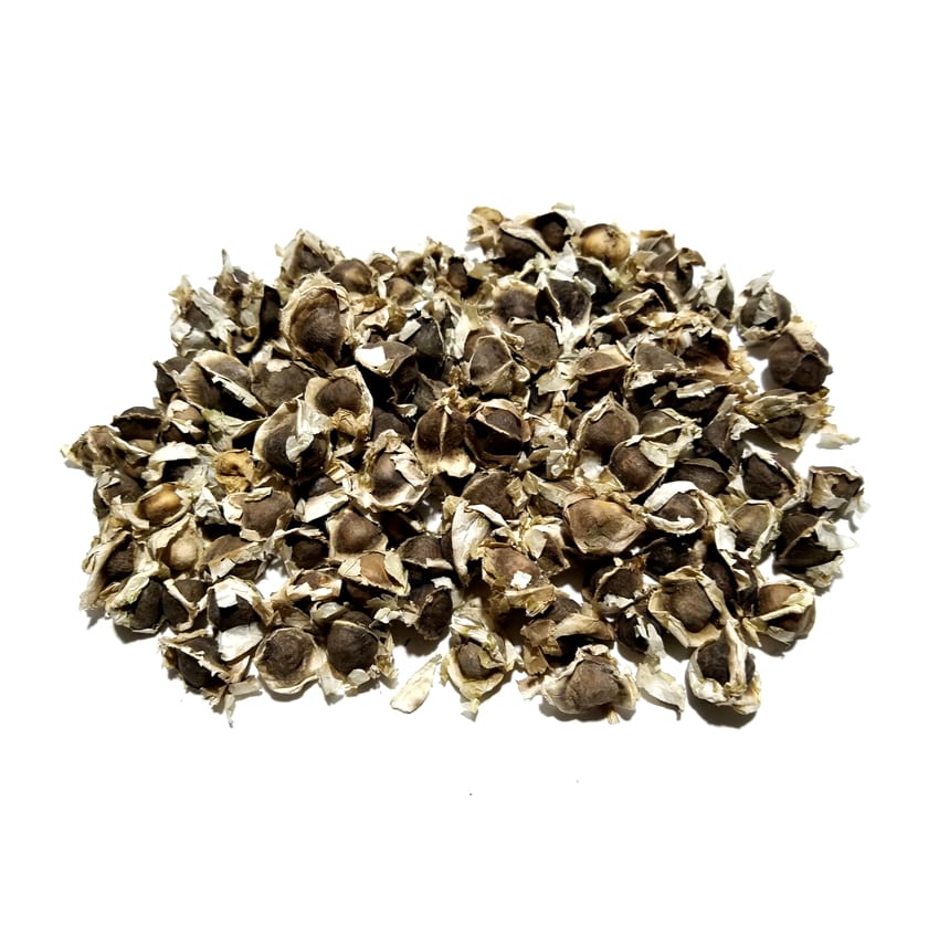 Pack of 10 Moringa Seeds Sohanjna Tree Seeds Plant Flower
