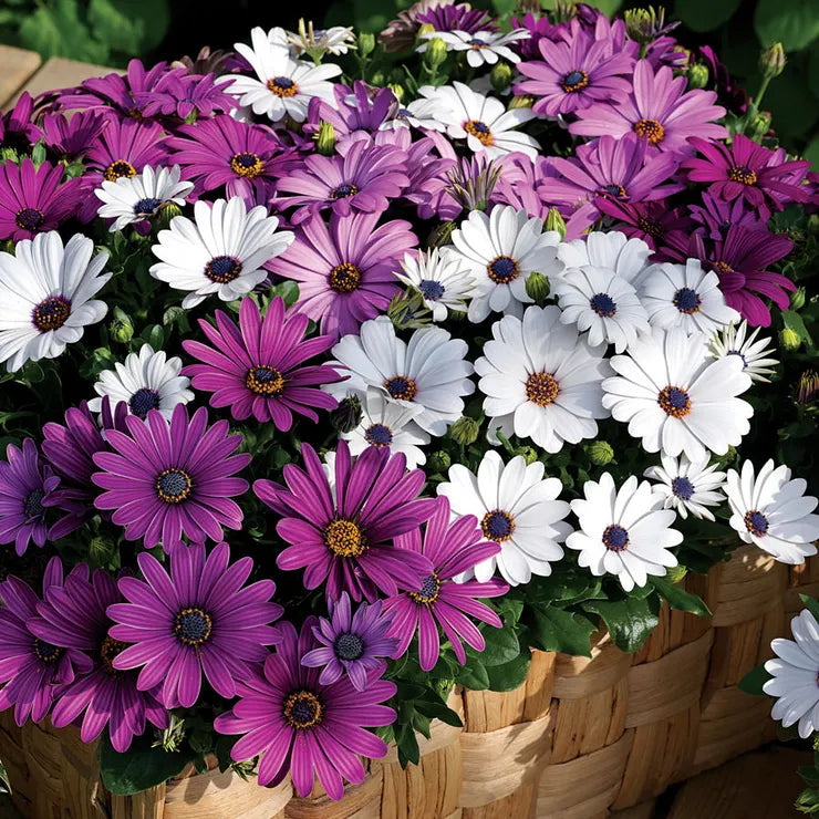 Osteospermum Mix