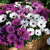 Osteospermum Mix