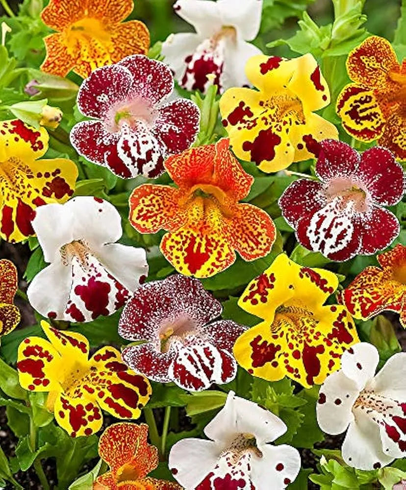 Mimulus Mix Seeds – Monkey Flowers for Shady Winter Gardens