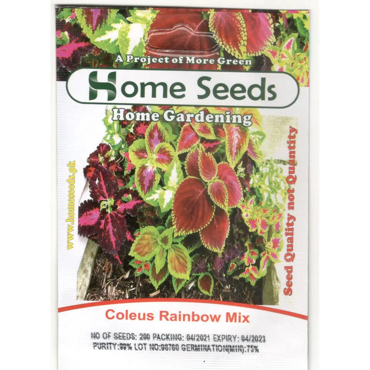 Seeds- Coleus Rainbow Mix F1