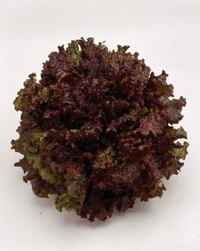 Red Leaf Lettuce F1 Hybrid – Premium Winter Salad Seeds