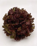 Red Leaf Lettuce F1 Hybrid – Premium Winter Salad Seeds