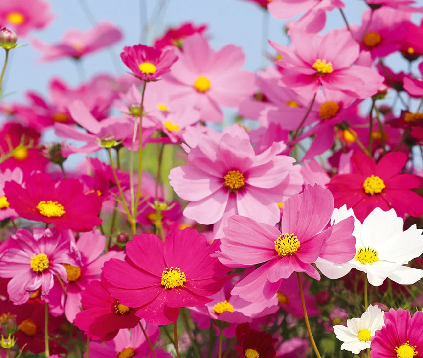 Cosmos Sensation Mix F2