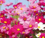 Cosmos Sensation Mix F2