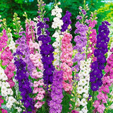 Delphinium Mix F2