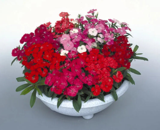 Dianthus F2 Mixed