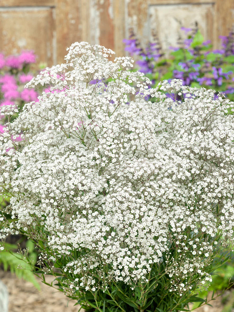 Gypsophila Cut Flowers