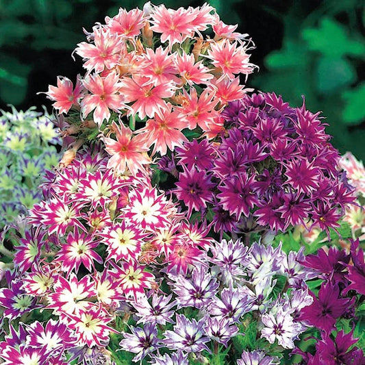 Phlox Dwarf Twinkle Mix Seeds – Starry Blooms for Winter Borders