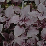Red Basil Seeds – Ornamental & Culinary Herb (Ocimum basilicum ‘Red Rubin’)