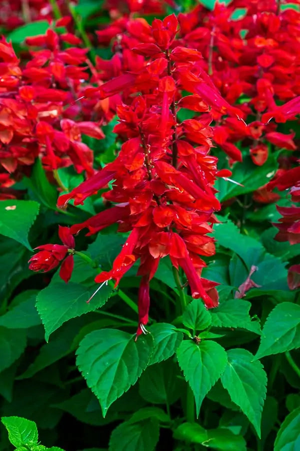 Salvia Red F2