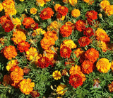 French Marigold Mix F2