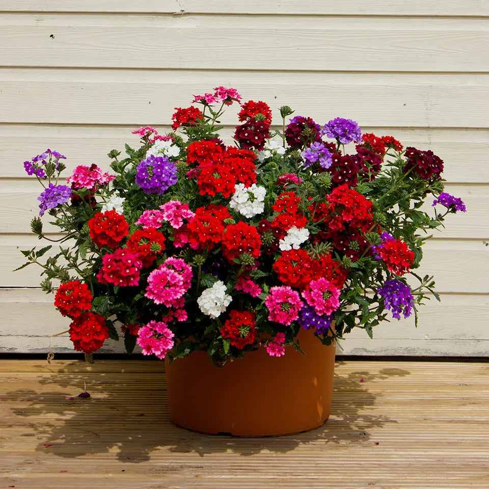 Verbena Hybrida Mix F2