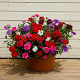 Verbena Hybrida Mix F2