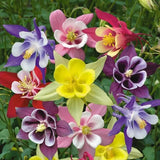 Aquilegia Mix