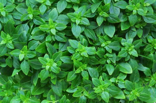 Marjoram Herb Seeds – Sweet Aromatic Culinary Herb