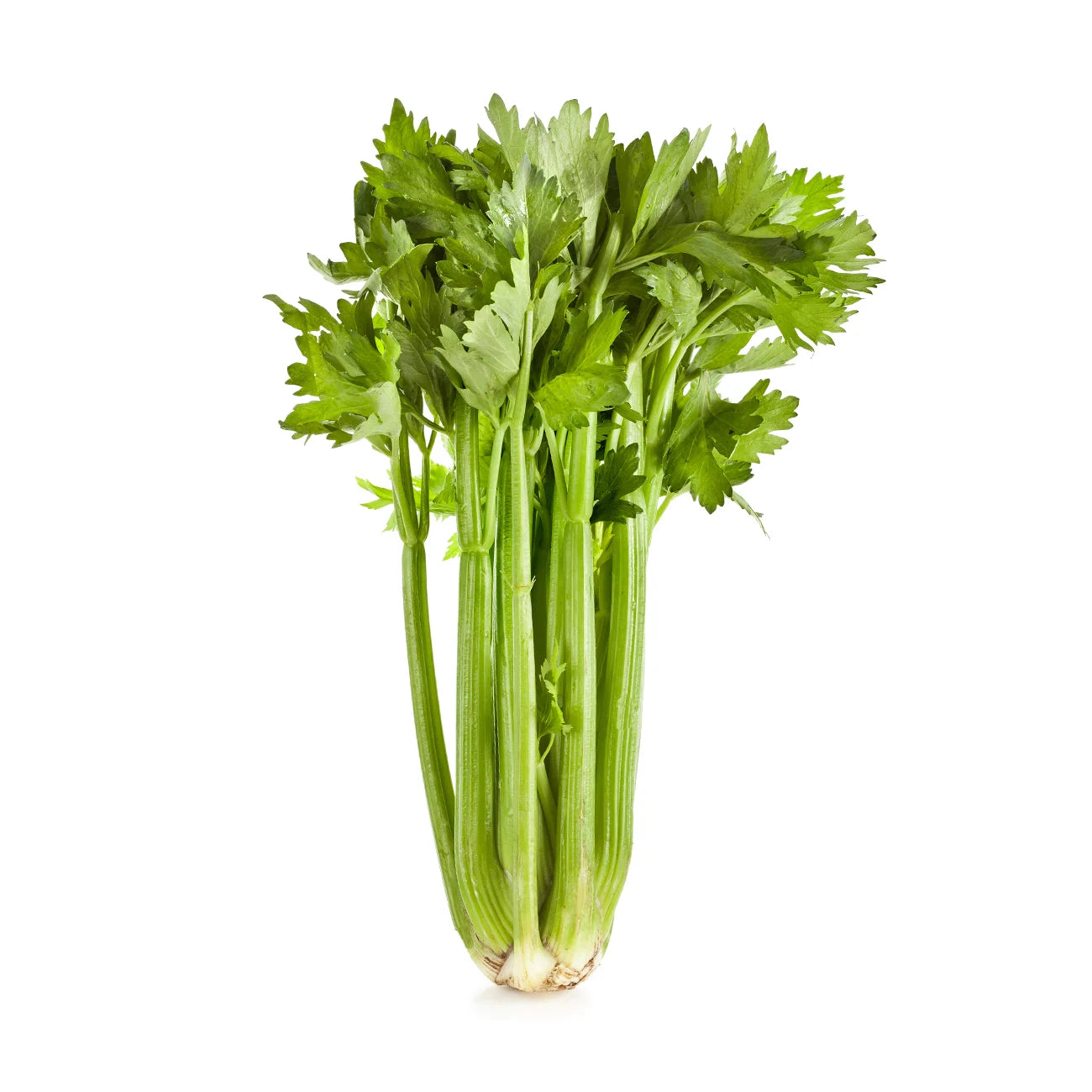 Celery Herb Seeds – Apium graveolens | Crisp Leafy Vegetable & Medicinal Herb