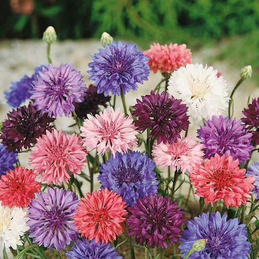 CornFlower Mix