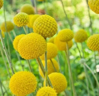 Craspedia Globosa- Yellow Flower