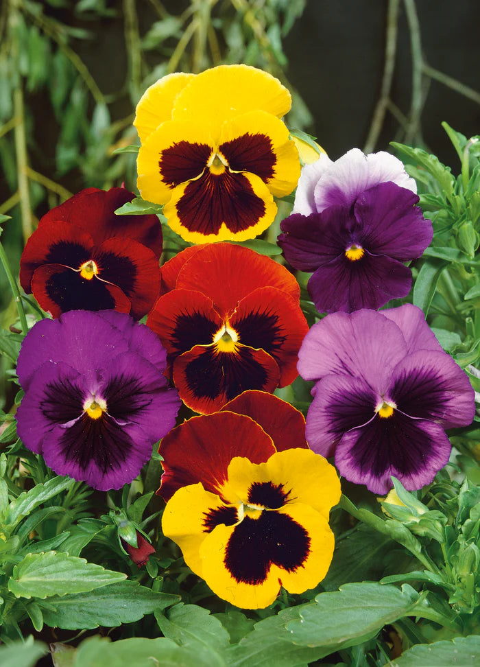 Pansy Swiss Giant Mix