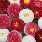 Bellis Mix Seeds – Charming English Daisies for Winter Gardens