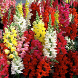 Antirrhinum Tom Thumb F2 Mix