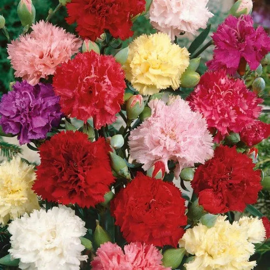 Carnation F2 Mix