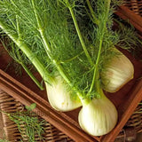 Sweet Fennel Herb Seeds – Aromatic Culinary & Medicinal Herb (Foeniculum vulgare)